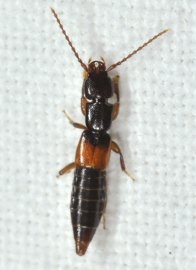 Staphylinidae: Achenium sp.